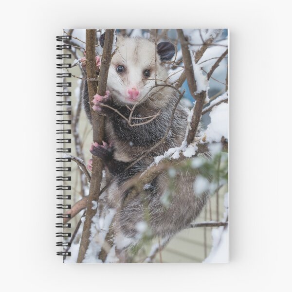 Item preview, Possum designed and sold by StevenRalserPhoto.