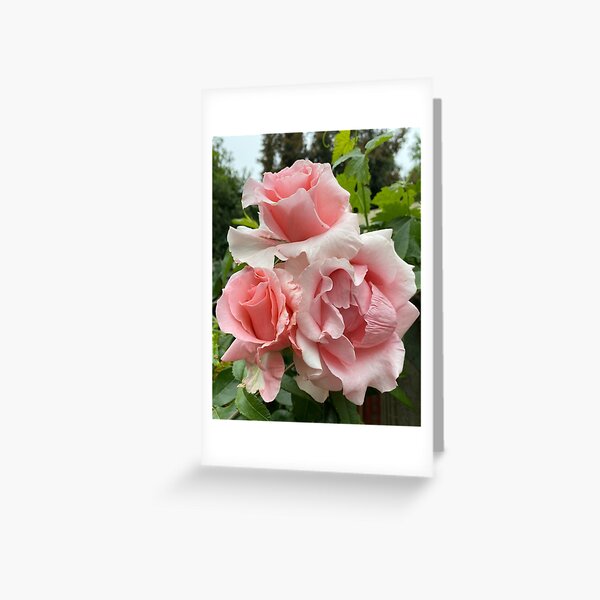 Item preview, David Austin Pink Roses designed and sold by Monica Laipple.