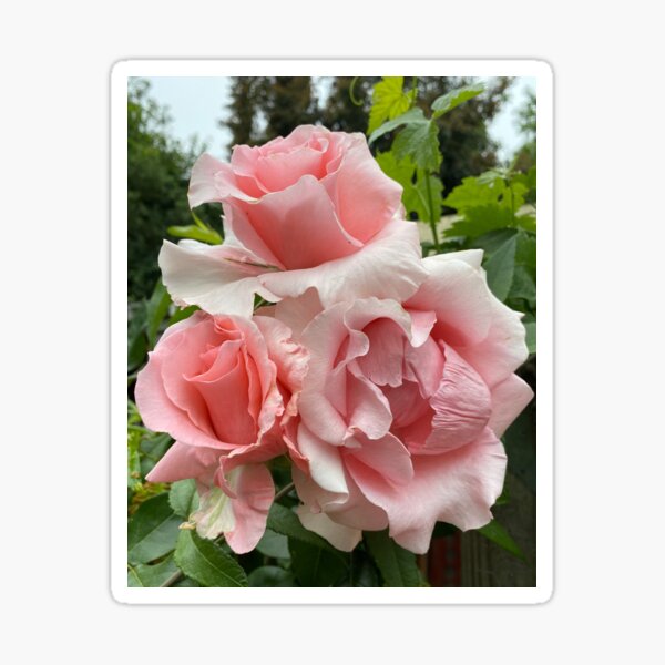 David Austin Pink Roses Sticker