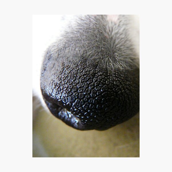 Item preview, millie's nose designed and sold by tego53.
