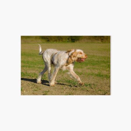 Into the wind Spinone Art Board Print