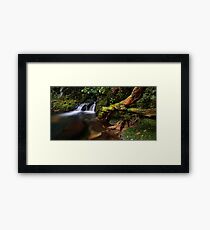 Old Kaimai trunk Framed Print