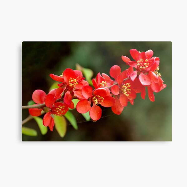 Japanese Quince branch Metal Print