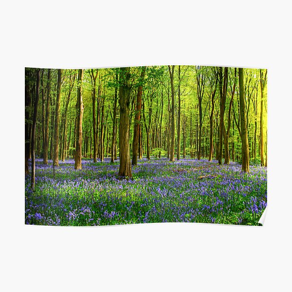 Bluebells in Micheldever Wood Poster