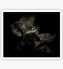 Infrared Glabra Sticker