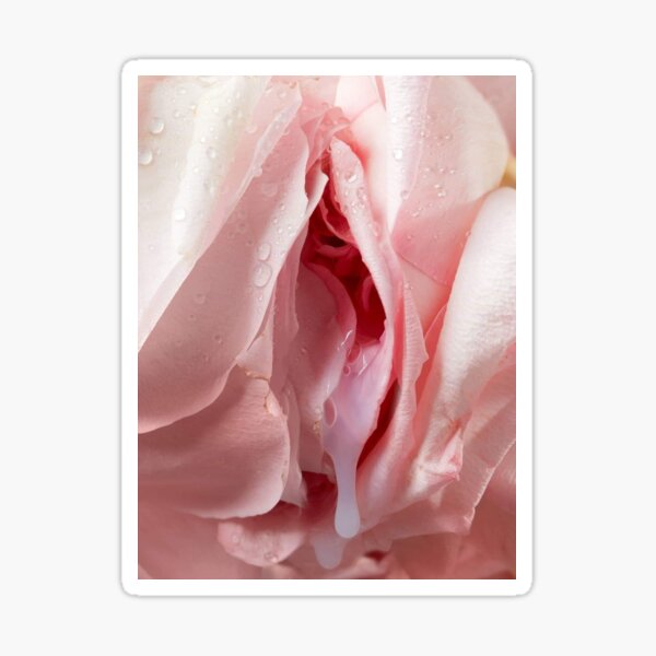 Rose Sticker