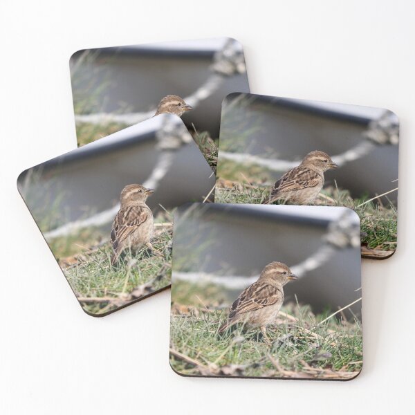 Item preview, Foraging female sparrow designed and sold by GreyFeatherPhot.