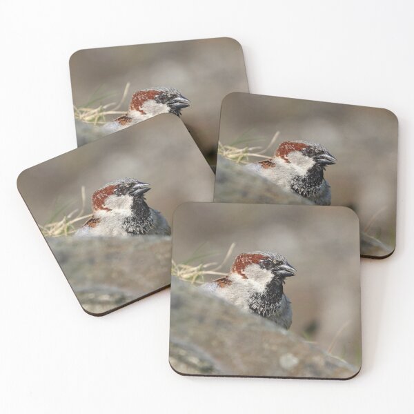 Item preview, Male sparrow singing designed and sold by GreyFeatherPhot.