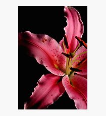 Pink Lily Photographic Print