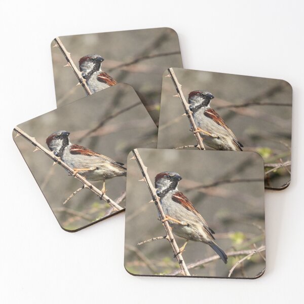 Item preview, Posing house sparrow designed and sold by GreyFeatherPhot.
