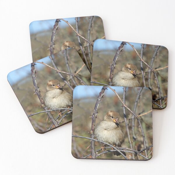 Item preview, Female house sparrow designed and sold by GreyFeatherPhot.