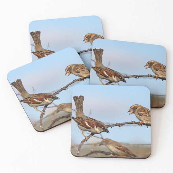 Item preview, Territorial sparrows designed and sold by GreyFeatherPhot.