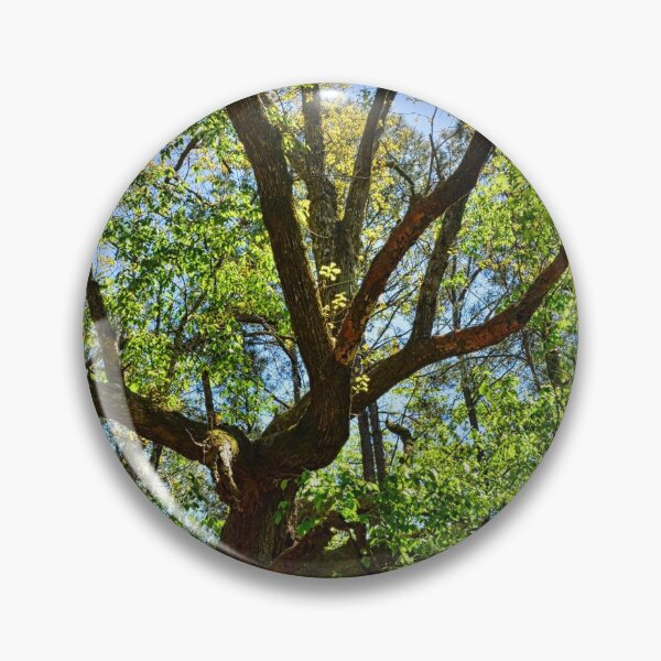 Item preview, A Tree Among Trees designed and sold by LisaWootenPhoto.