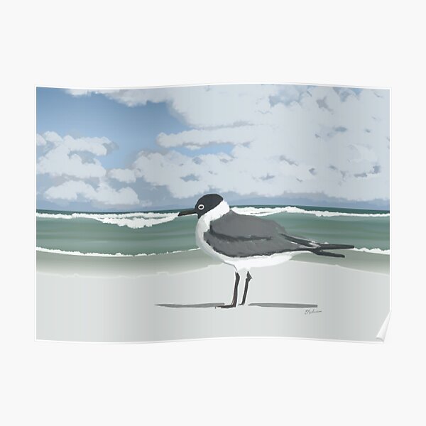 Laughing Gull On Beach Poster