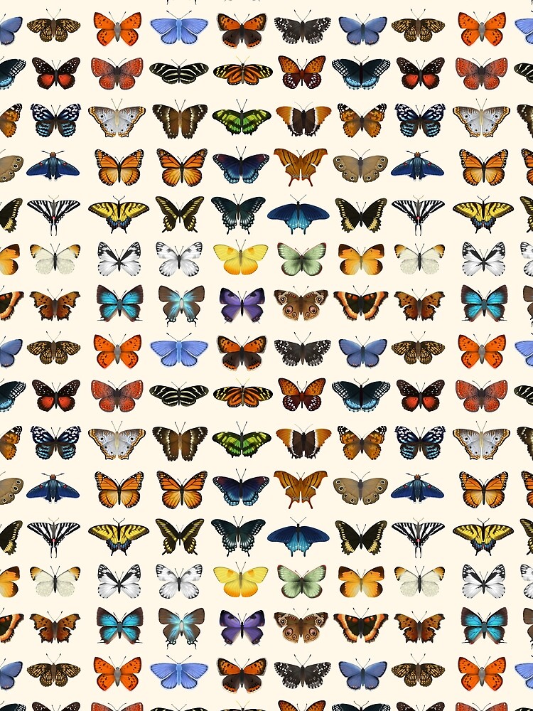Butterflies of North America by EleanorLutz