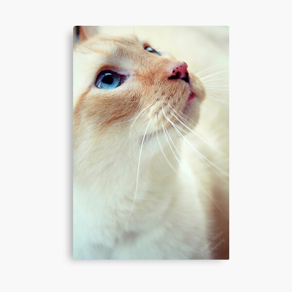 Gaze Canvas Print