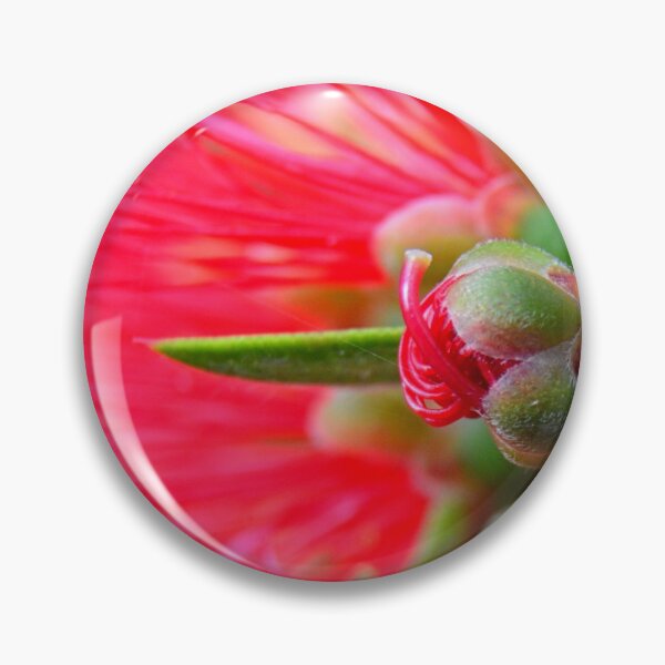 Item preview, Bottlebrush Macro designed and sold by LisaWootenPhoto.