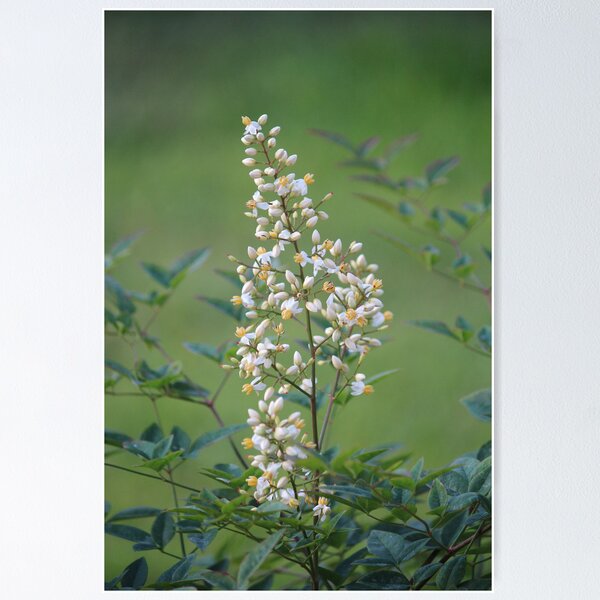 Item preview, Heavenly Bamboo designed and sold by Bob Hardy.