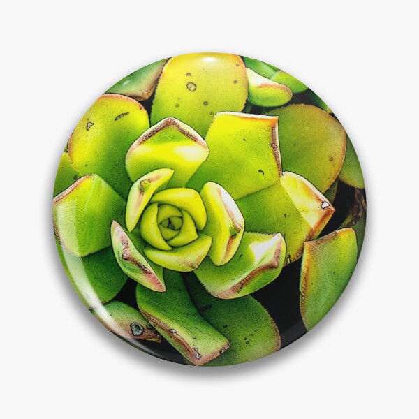 Item preview, Sedum designed and sold by Susan Werby.