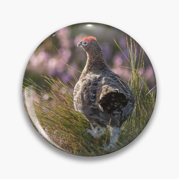 Item preview, Red Grouse in Heather designed and sold by kt-photography.