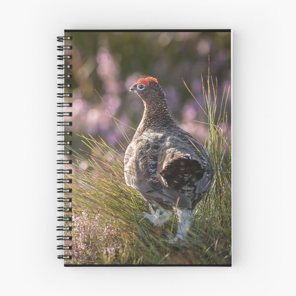 Item preview, Red Grouse in Heather designed and sold by kt-photography.