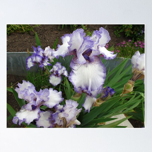 Item preview, Exquisite Irises designed and sold by MarianBendeth.
