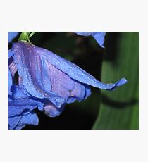 Iridescent Photographic Print