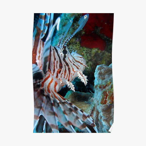 Lion Fish Poster