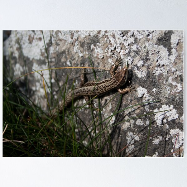 Item preview, Lizard designed and sold by LeightonM1.
