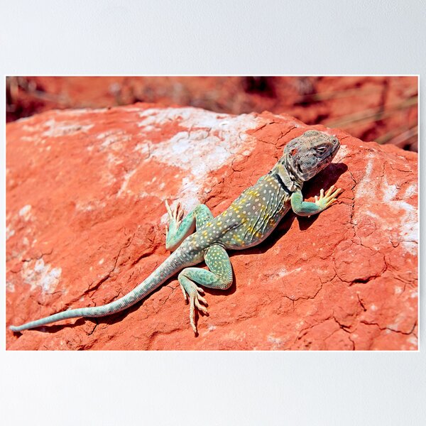 Item preview, Mountain Boomer designed and sold by Charles Dobbs Photography.
