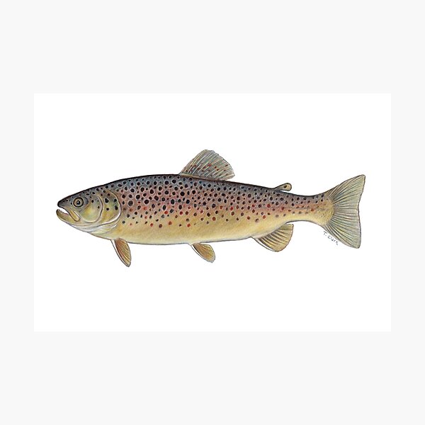 Brown Trout (Salmo trutta) Photographic Print