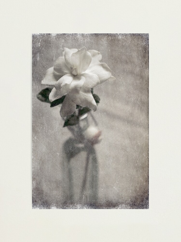 Alternate view of Pure and Simple Photographic Print