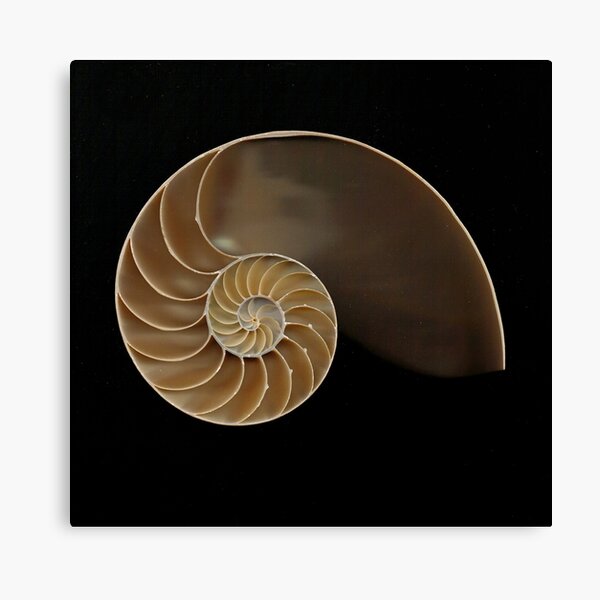 Chambered Nautilus Shell Wall Art for Sale