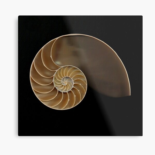 Nautilus Shell Wall Art Redbubble