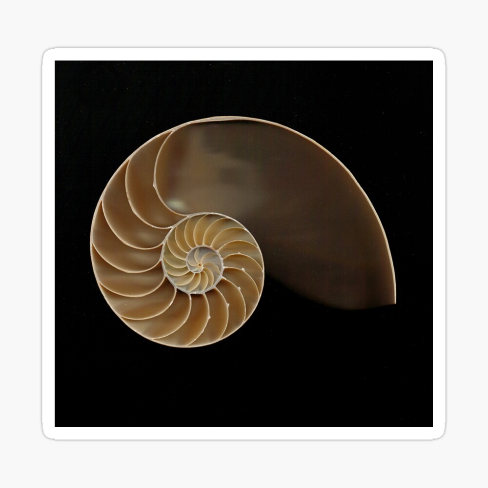 Chambered Nautilus Shell Poster For Sale By Joesaladino Redbubble