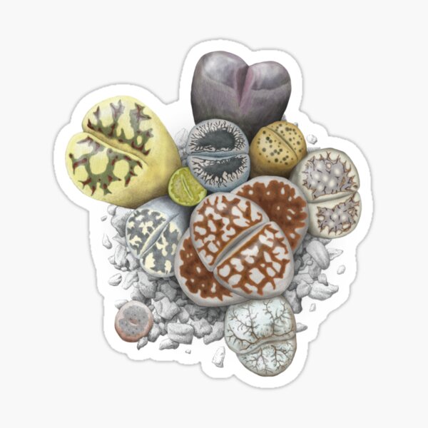 Lithops Cluster (No Labels) Sticker