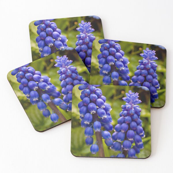 Item preview, Grape Hyacinth (Muscari) designed and sold by Colin Metcalf.