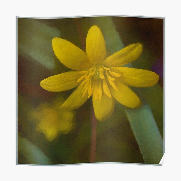Lesser Celandine Poster