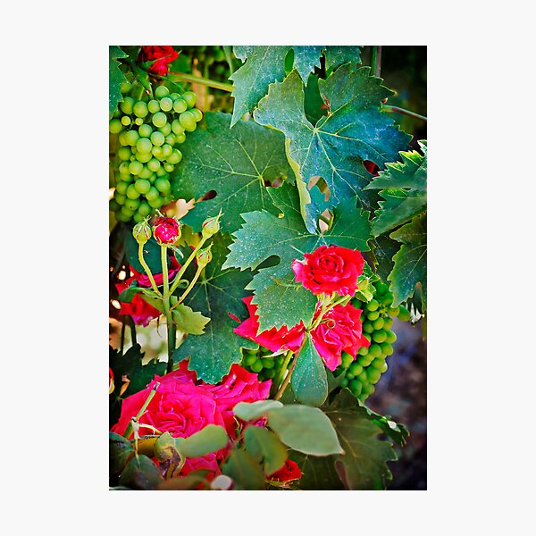Grapes and Roses Photographic Print