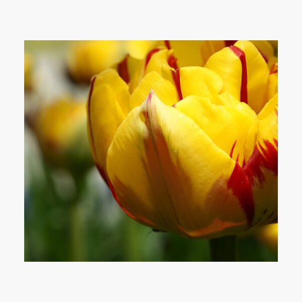 *** BEAUTIFUL EYES ~ YELLOW RED TULIP*** Photographic Print