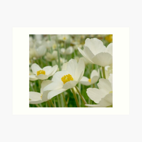 *** HAPPY-GO-LUCKY PLAYFUL ~ WINDFLOWER *** Art Print
