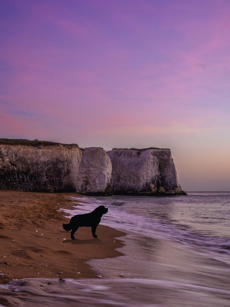 Newfoundland dog at Sunset on the Beach by itsmechris
