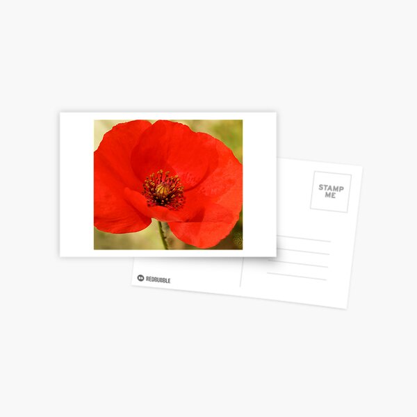 *** PASSIONATE COURAGE ~ POPPY PAPAVER*** Postcard