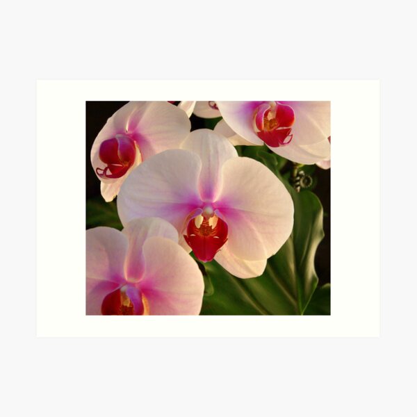 *** REFINEMENT AND CHARM ~ ORCHID PHALAENOPSIS *** Art Print
