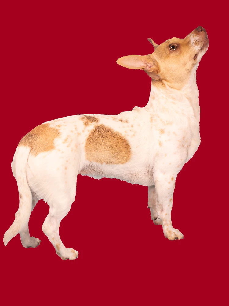 Tejón-perro Pequeño Que Se Sienta En Un Coche Rojo Fotos, retratos,  imágenes y fotografía de archivo libres de derecho. Image 25416034