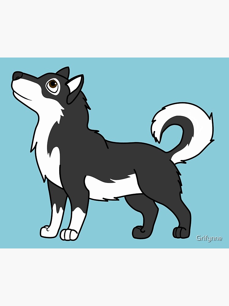 White Black Alaskan Malamute with Curled Tail Poster