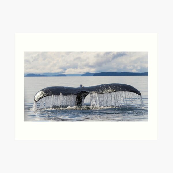 Whale Tail Art Print