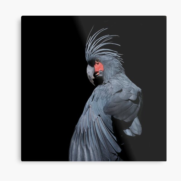 Palm Cockatoo Metal Print