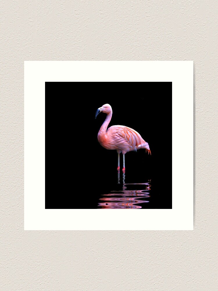 Alternate view of Chilean Flamingo ~ on black Art Print