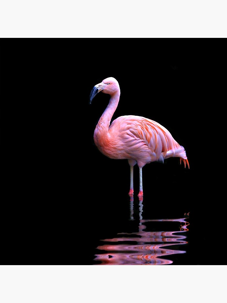 Chilean Flamingo ~ on black by rogersmith
